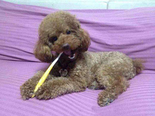 泰迪口腔溃疡怎么回事,泰迪狗狗可以吃成人的维生素c吗