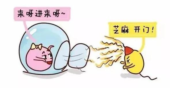 精子和卵子的相遇,精子与卵子的相遇过程