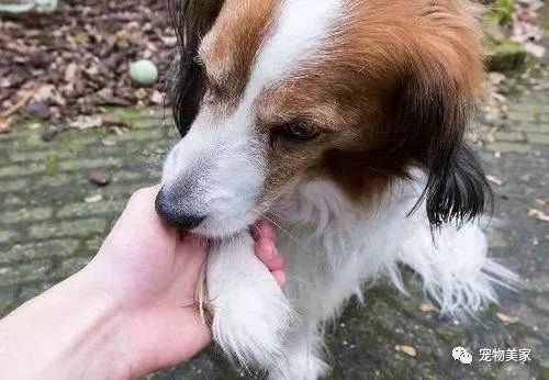 狗狗喜欢舔这6个地方,有重要事告诉你