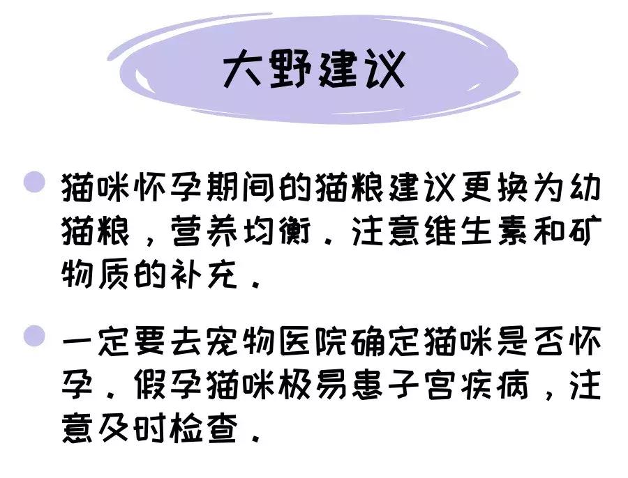 猫咪怀孕的营养品,猫咪怀孕要做哪些准备