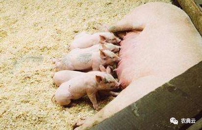 母猪产后瘫痪,母猪产后瘫痪输液配方