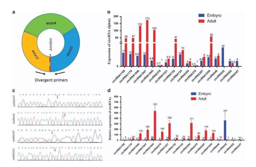 核酸检测pcr的方法,pcr核酸检测技术结果分析