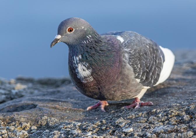 种鸽出现口黄怎么解决,芙蓉鸟下白蛋是什么原因