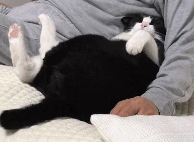 中华田园猫有哪些品种,中华田园猫白色异色瞳