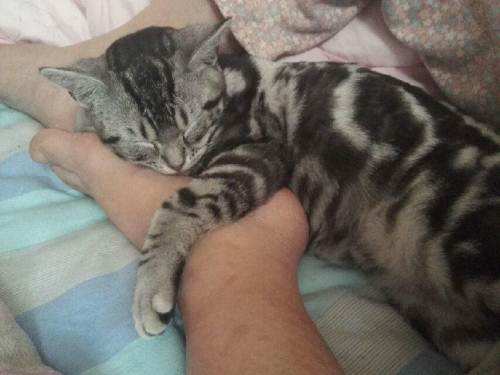 带你了解你家猫主子,猫咪的迷惑行为你家主子中招了吗