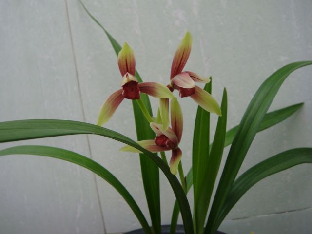 建兰开花后有的花苞变黄,建兰怎样养开花好看又香