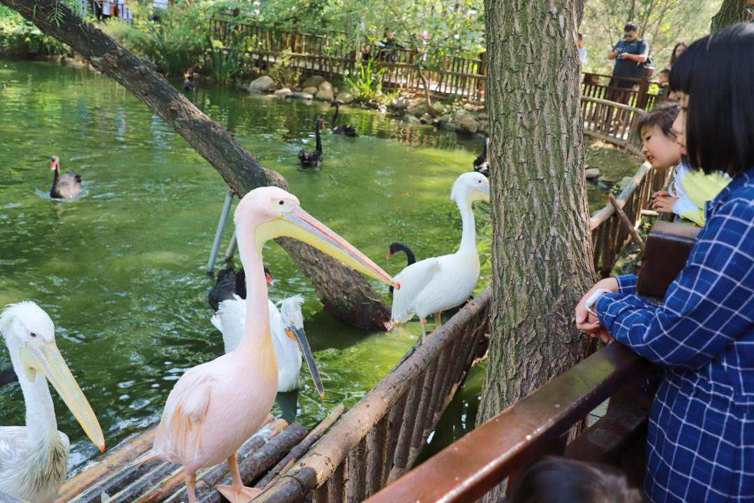 济南亲子旅游攻略二日游最佳路线,周末去哪儿亲子游济南