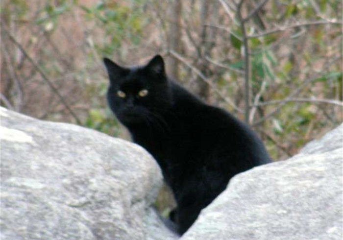 松鼠也会向人求救，求救方式也如此奇特，路人：你想碰瓷吗？