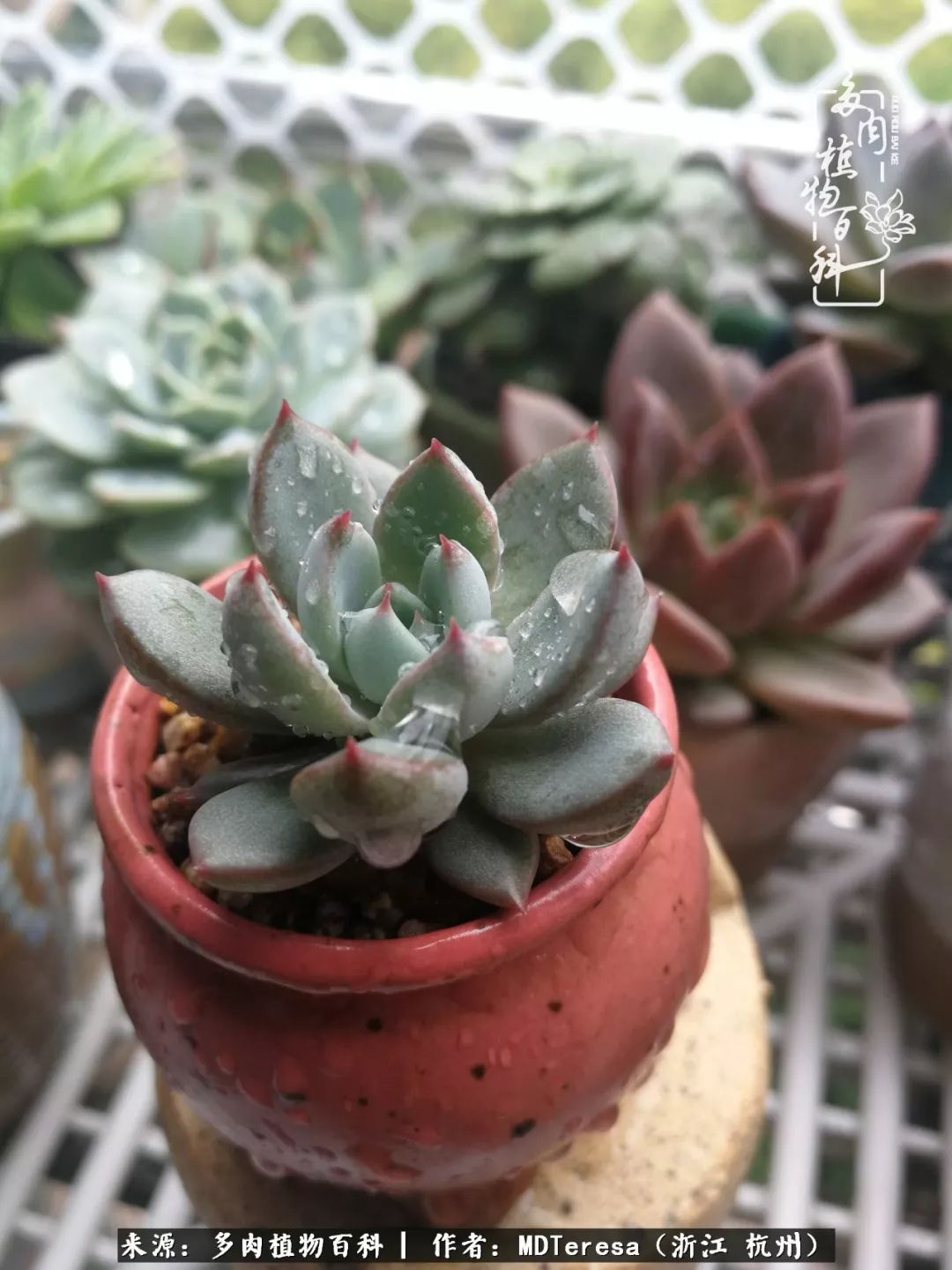养好能养好的才是王道！期待多肉们的华丽转身