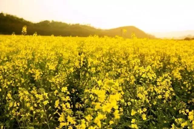 天津静海油菜花景点在哪里,天津油菜花旅游最佳路线图