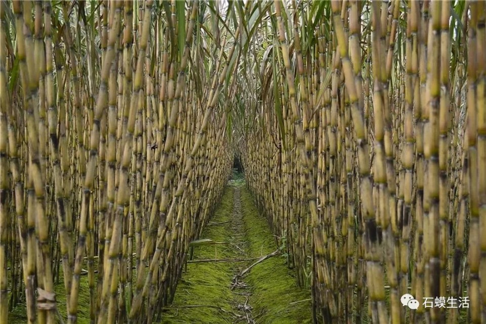 入渝第一岛中坝岛,长江入渝第一镇朱沱镇