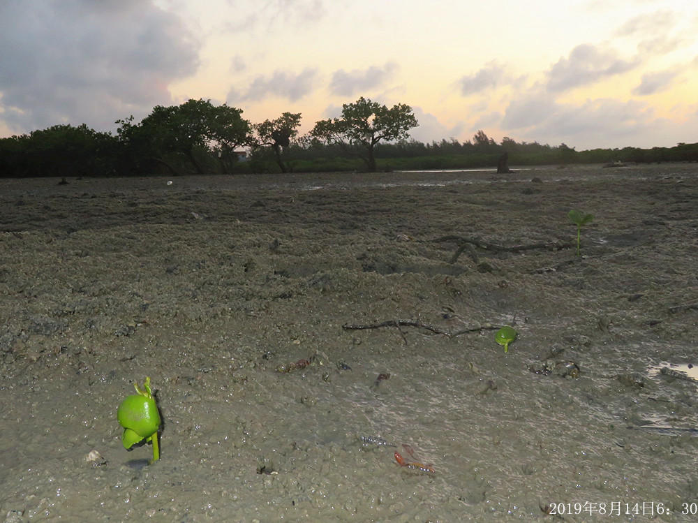 痛心！北海红树林不设防，任你踩任你挖
