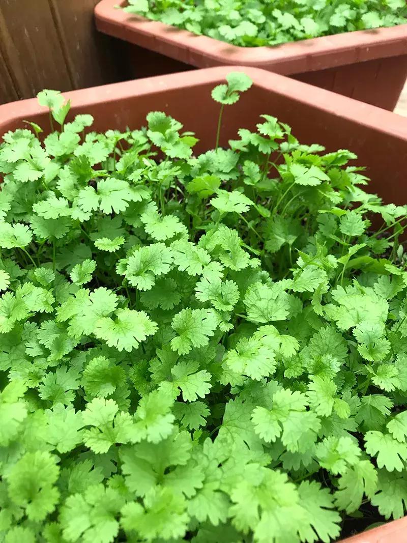 小众且美味的蔬菜,惊艳爽口的蔬菜