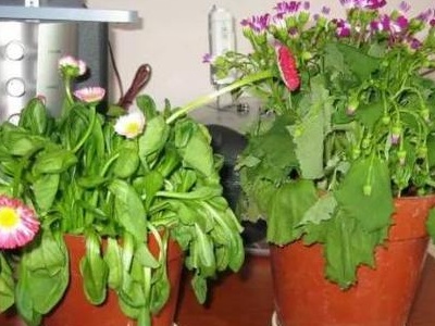 植物水浇多了蔫了怎么办,植物水浇多了烂根了怎么补救