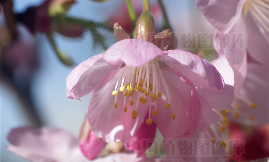 还记得13年前的樱花吗,以前的樱花对比现在的樱花