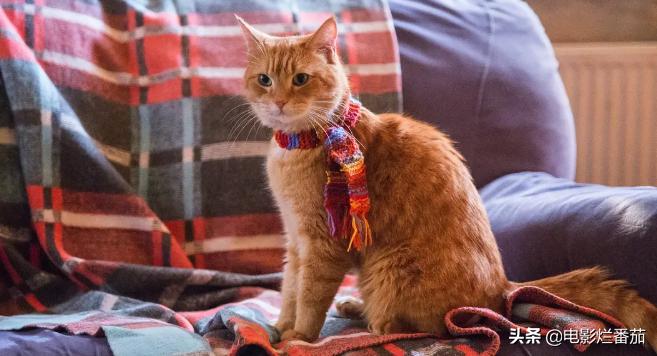 这部温情的撸猫片，让我哭得溃不成军，这是全世界猫*党**的胜利