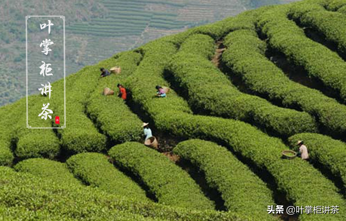 坦洋工夫红茶属于什么档次,坦洋工夫茶和祁门红茶怎么区分