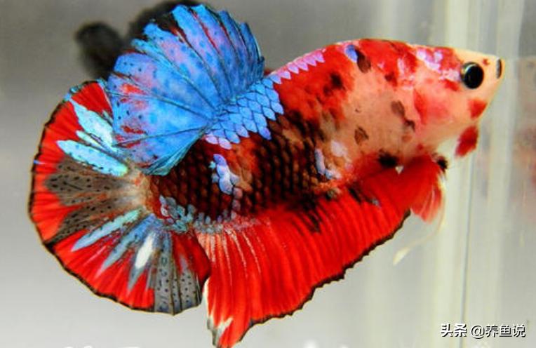 圆尾斗鱼能和泰国斗鱼杂交吗,中国斗鱼与泰国斗鱼有什么区别