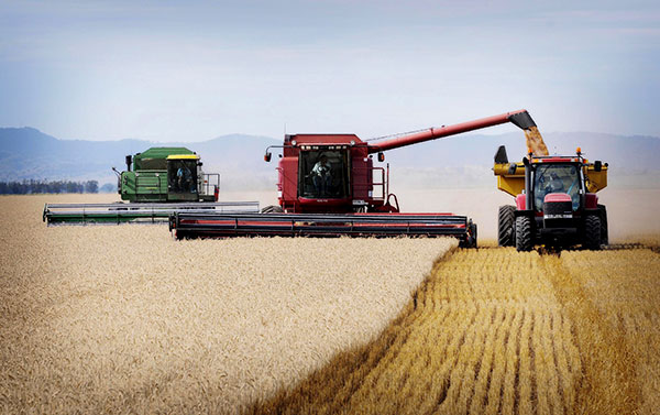 俄罗斯小麦和中国小麦哪个好,中国小麦和欧洲小麦区别