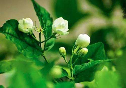 家里养了6种花,花香飘满屋,置身于大自然,心旷神怡