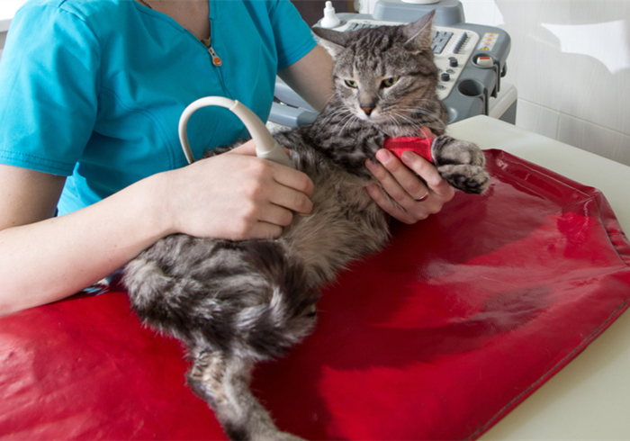 猫咪呕吐了铲屎官应该怎么办,铲屎官听到猫咪呕吐的反应