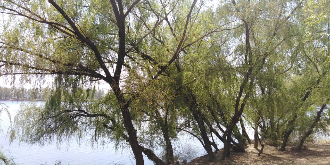 沈阳长白岛森林公园一日游攻略,长白岛森林公园五一