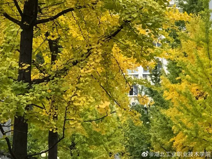 十堰银杏风景区在哪里,十堰银杏景点