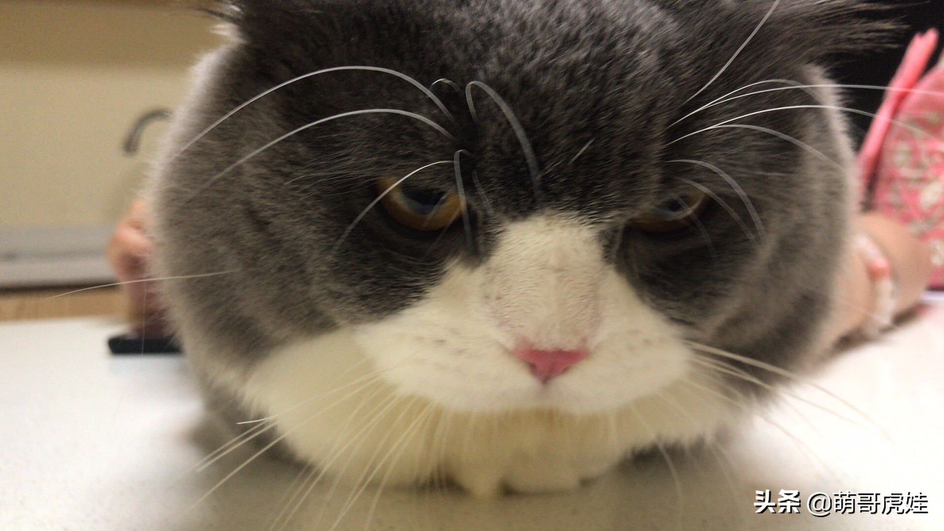 猫有没有不孕不育的,猫咪多大有生育能力公猫