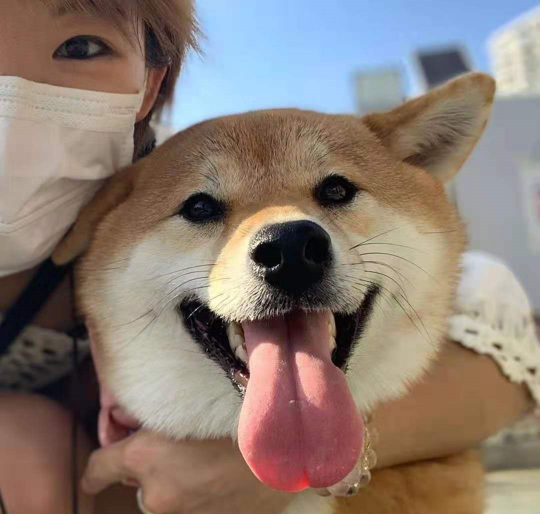 柴犬好养吗优缺点有哪些,柴犬好养么