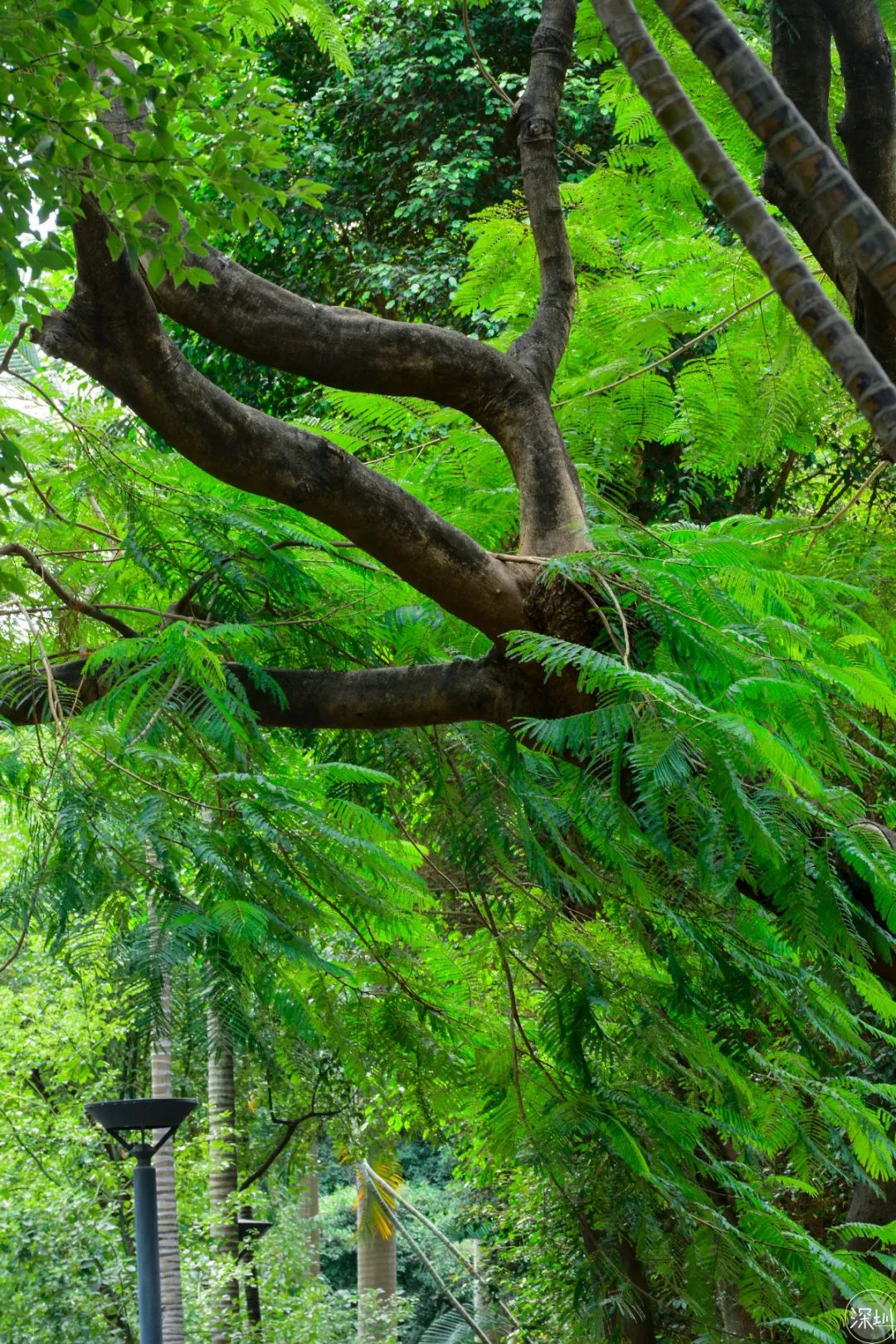 华侨城有钱吗,华侨城的房子适合居住吗