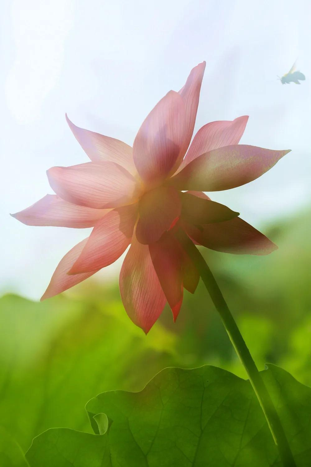 津门网金熙男：梦幻荷韵