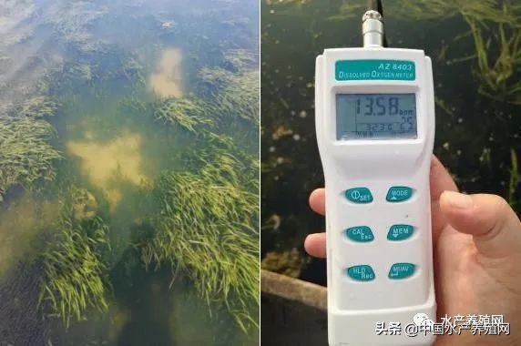 遵循自然物候变化规律，开启高效养蟹新思路！“沃盾72候养蟹法”，十年沉淀总结，助你养好蟹