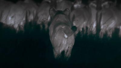 夜半*拍偷**下,成就今年第一部神级纪录片:黑暗下的生命,超乎想象