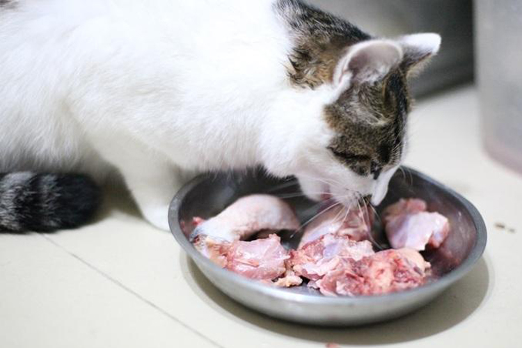 猫咪为什么不爱喝盆里的水,猫咪为啥不爱吃冻干