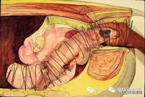 难产母猪助产教程,母猪难产助产六大技巧