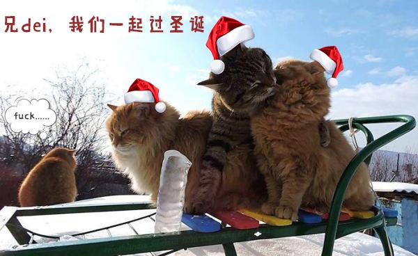 圣诞节的喵星人霸气又略萌，猫奴必看！又骗我养猫？