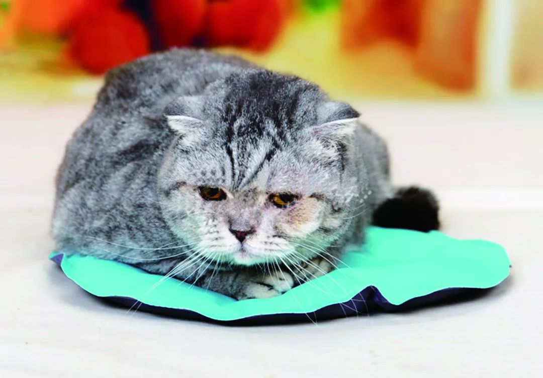 解暑佳品——宠物凉垫的选择与使用