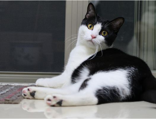 铲屎官不勤铲屎对猫咪危害,给猫咪铲屎它为什么会进猫砂盆