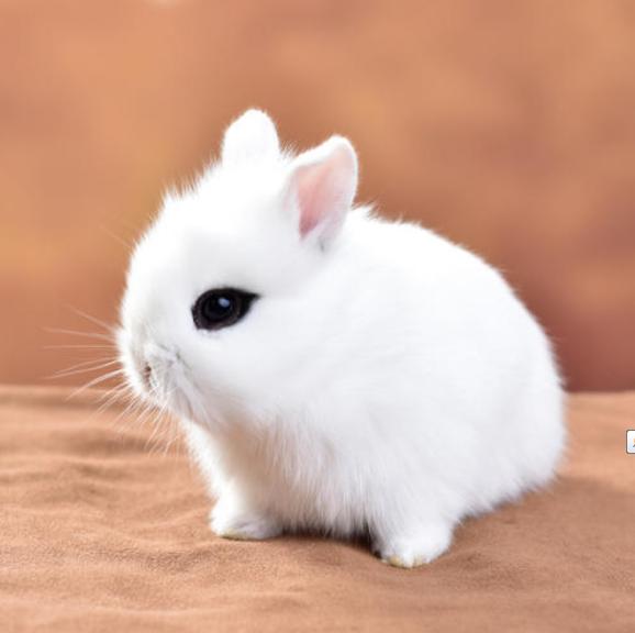 上大学宿舍适合养的小动物,适合独居女生养的小动物