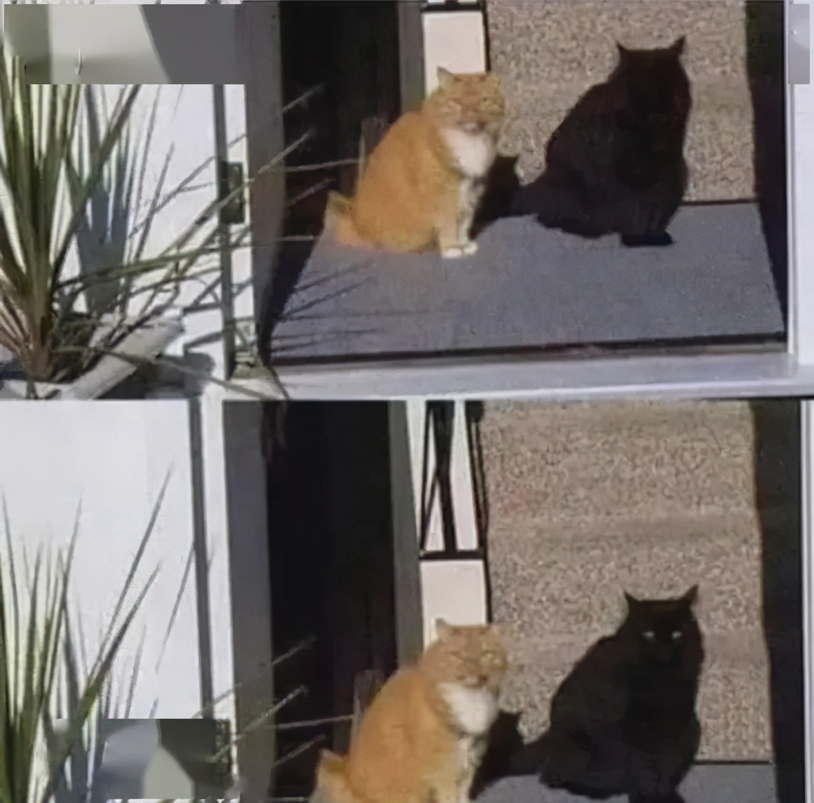 养黑猫出现的各种幻觉,养一只黑猫是什么体验