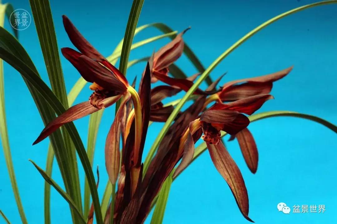 孔子家语芝兰生于深林全文拼音,芝兰生于深林不以无人而不芳翻译