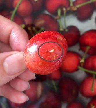 太阳能杀虫灯可以防治樱桃果蝇,大樱桃果蝇难防治掌握方法才奏效