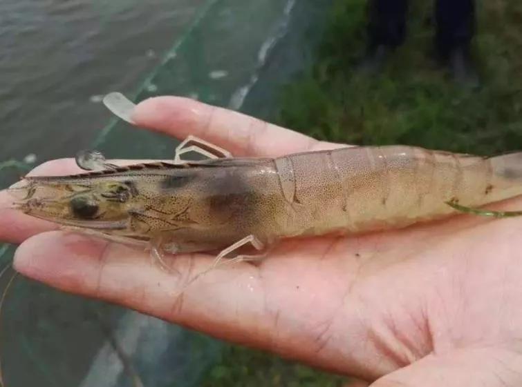 干货！霉菌毒素对水产动物危害巨大，你做好防治措施了吗