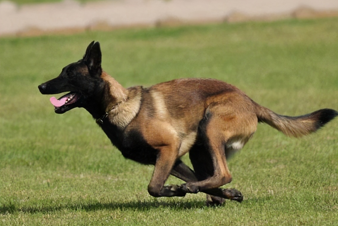 马犬有名气吗,马犬在狼犬界的战斗力排第几