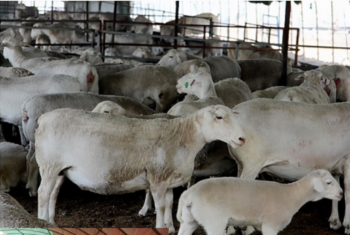 羊消化不良腹泻喂什么中药好,羊消化不良小偏方