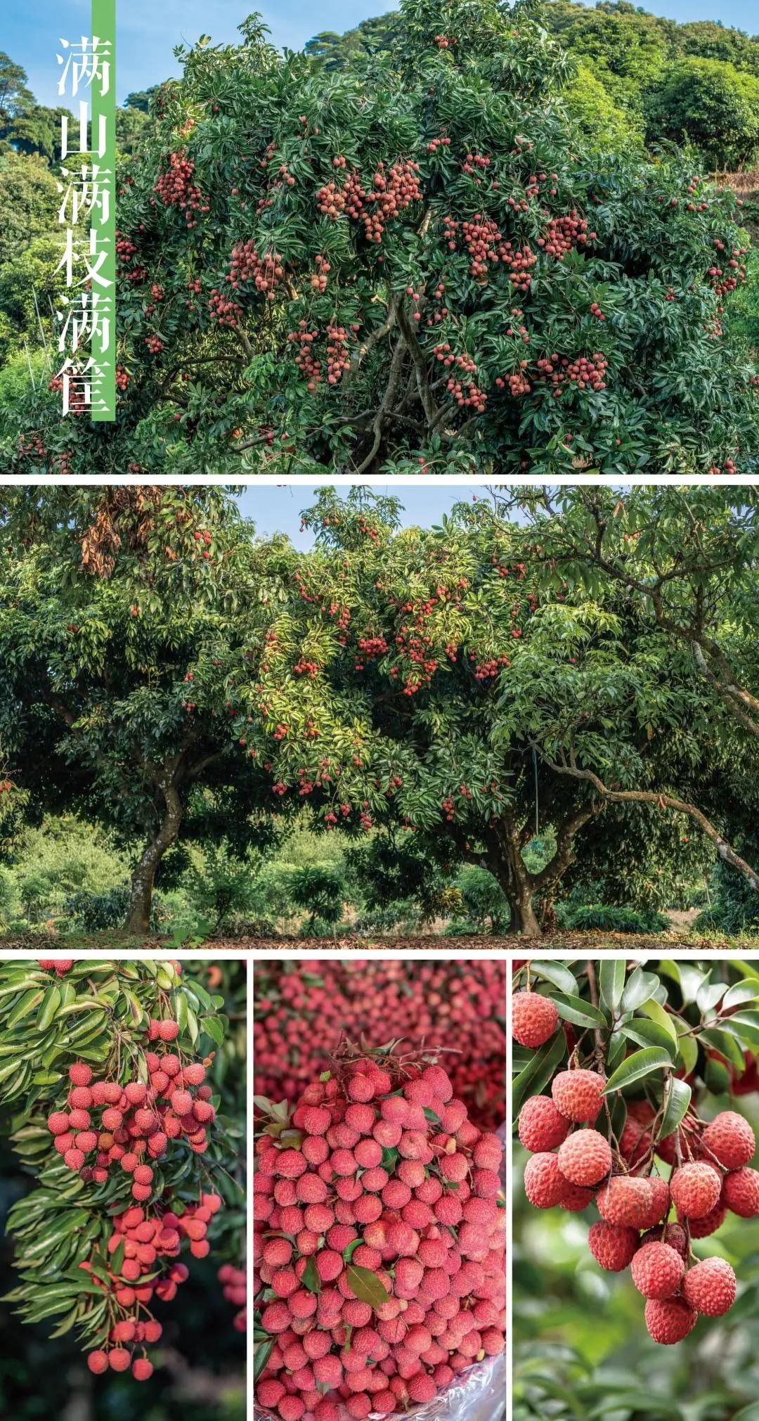 我是真的热啊,从化的天气有多冷