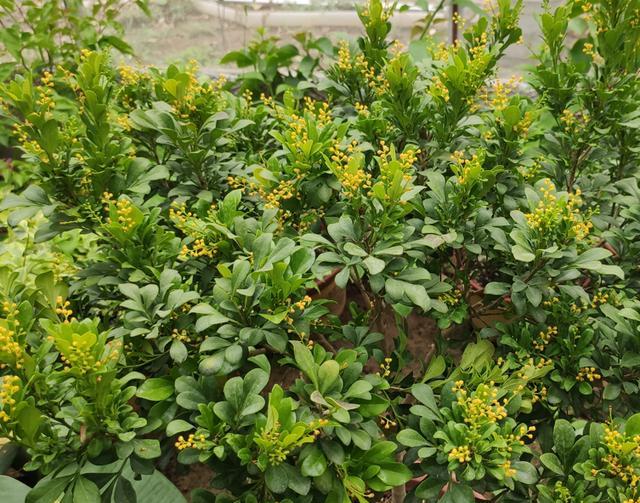 买来的米兰花如何移盆与养护,米兰花换盆黄叶怎么办