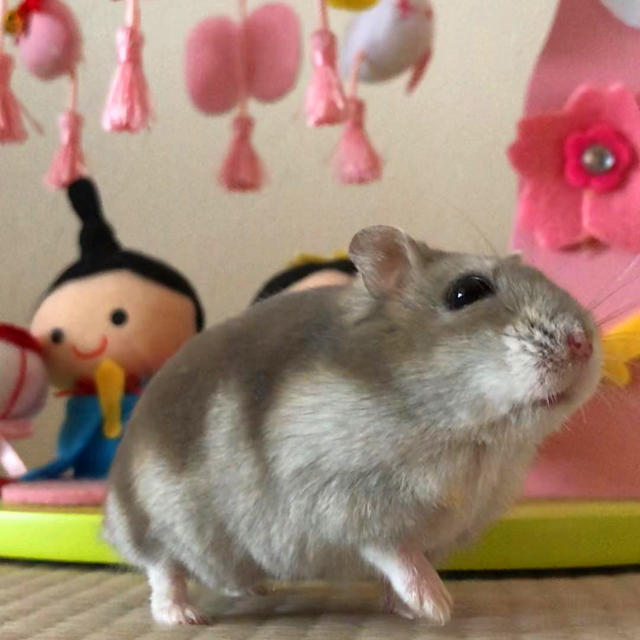 放养仓鼠仓鼠会开心吗,放养仓鼠在家里不见了