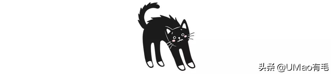 为什么养猫和想象中的不一样,为什么养猫比对自己的父母还好呢