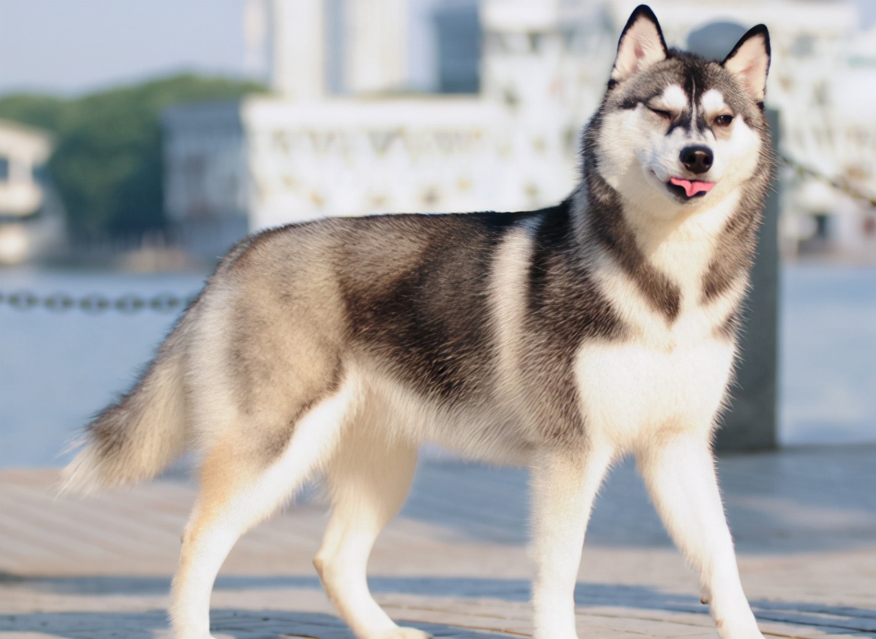最正确的哈士奇饲养方法,哈士奇怎样正确饲养